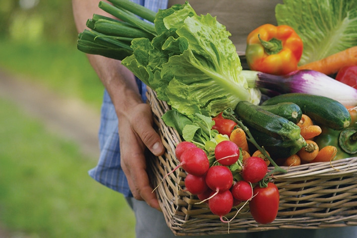 A person holds a basket full of vegetables
